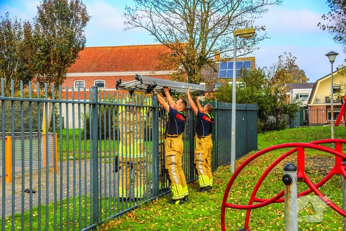 Brandweer redt kind uit boom