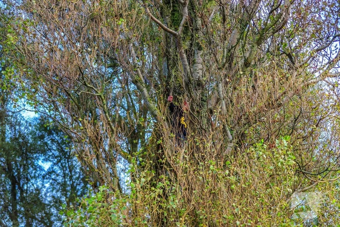 Brandweer redt kind uit boom