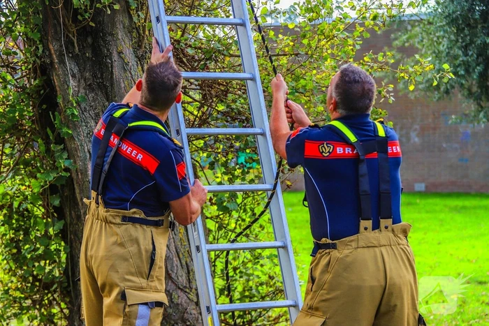 Brandweer redt kind uit boom