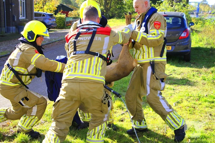 Brandweer zet alles op alles om ree te vangen