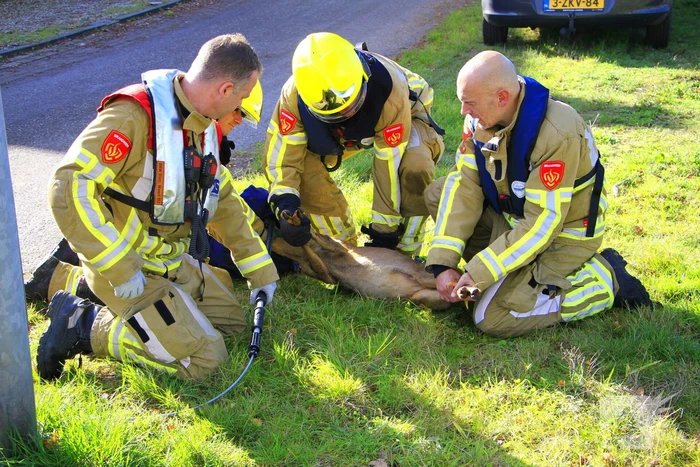 Brandweer zet alles op alles om ree te vangen