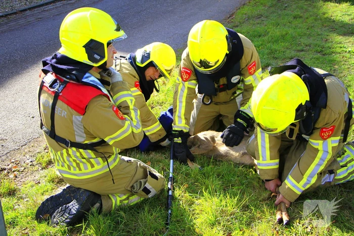 Brandweer zet alles op alles om ree te vangen