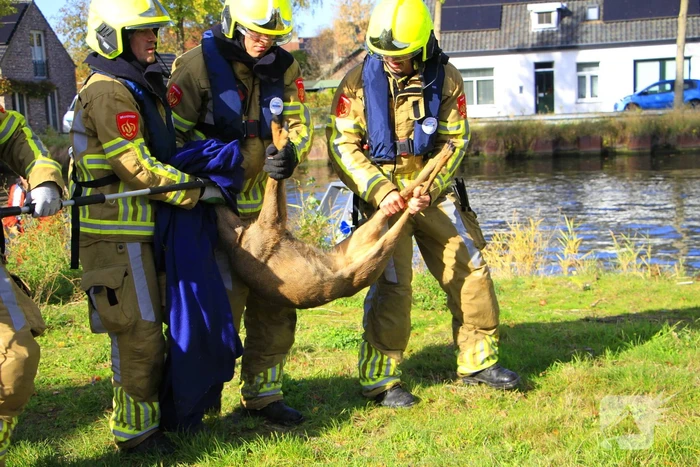 Brandweer zet alles op alles om ree te vangen