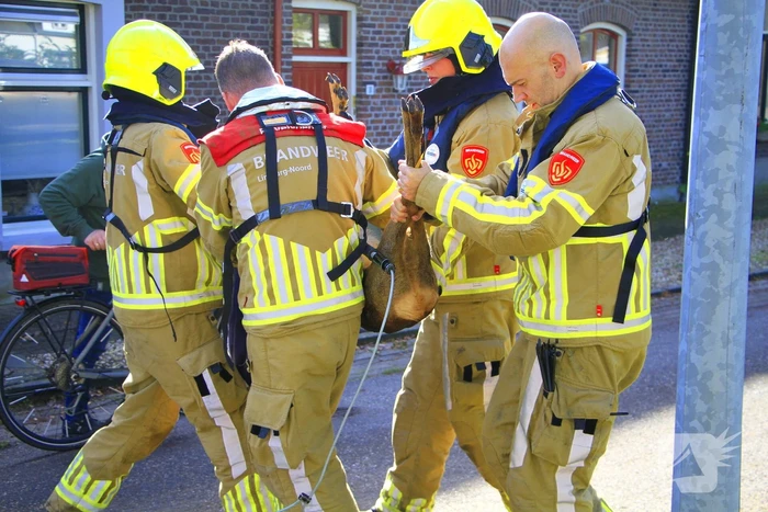 Brandweer zet alles op alles om ree te vangen