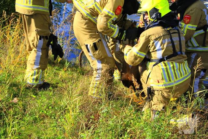 Brandweer zet alles op alles om ree te vangen