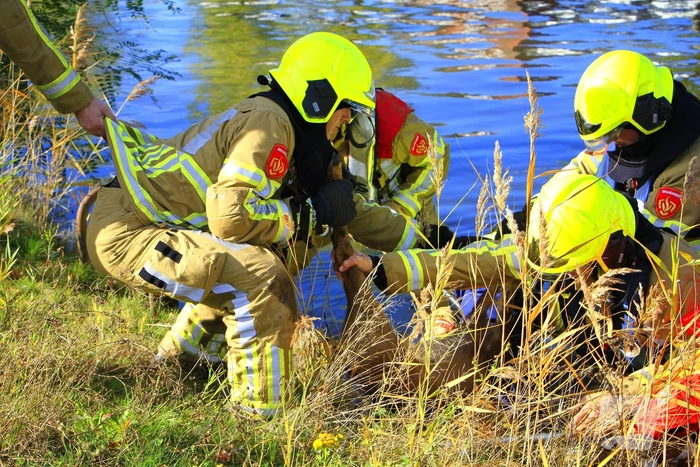Brandweer zet alles op alles om ree te vangen