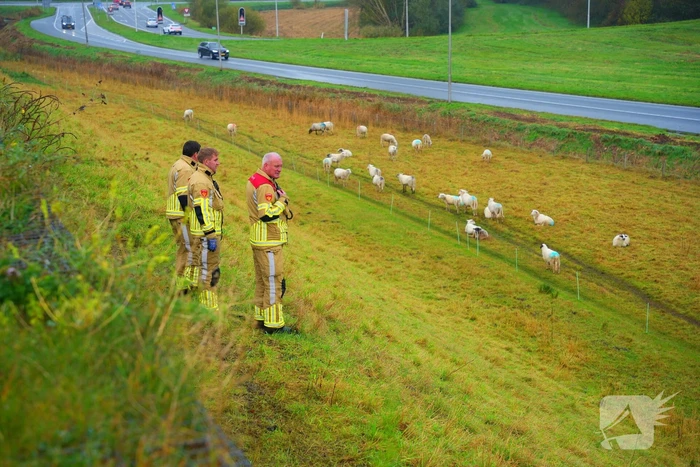 Brandweer op zoek naar vastzittend schaap