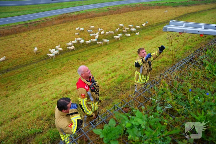 Brandweer op zoek naar vastzittend schaap