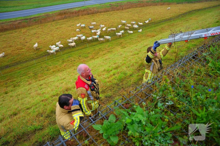 Brandweer op zoek naar vastzittend schaap
