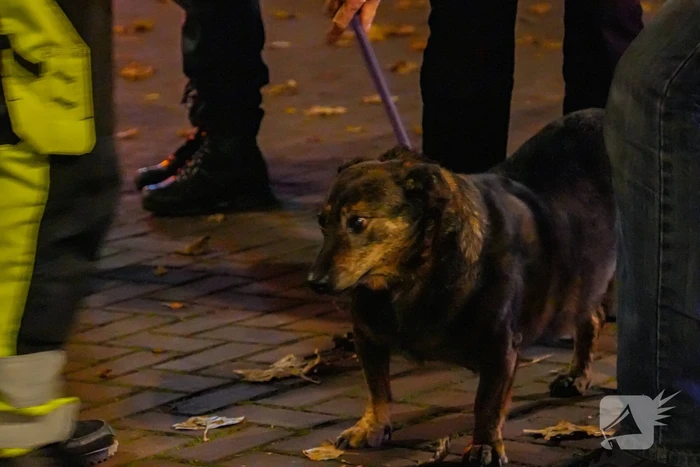 Vrouw en hond gered uit brandende woning