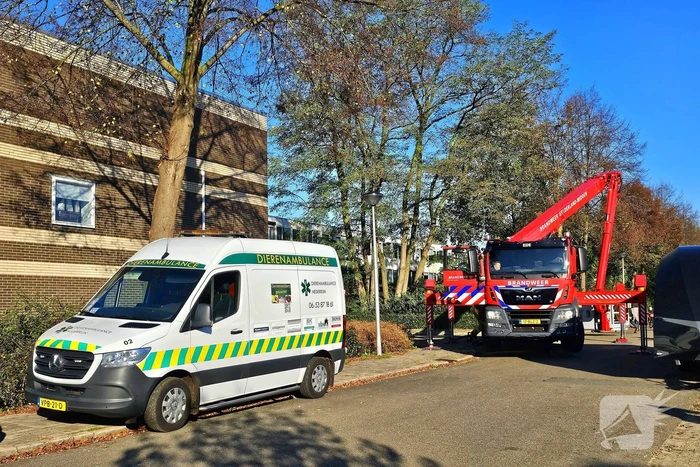 Poes Silvi door brandweer en dierenambulance gered uit boom