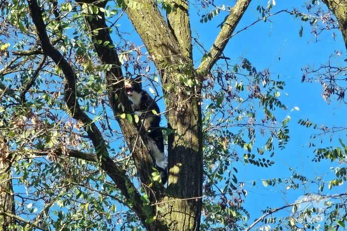 Poes Silvi door brandweer en dierenambulance gered uit boom