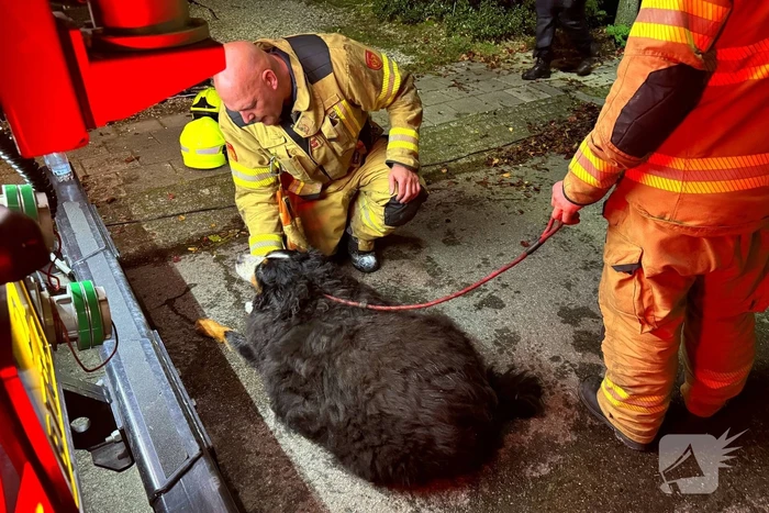 Bewoner gered uit woning na brand; hond opgevangen door dierenambulance