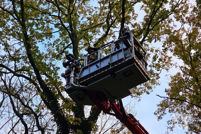 Hulpdiensten druk voor kat in boom