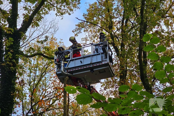 Hulpdiensten druk voor kat in boom