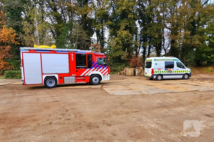 Hulpdiensten druk voor kat in boom