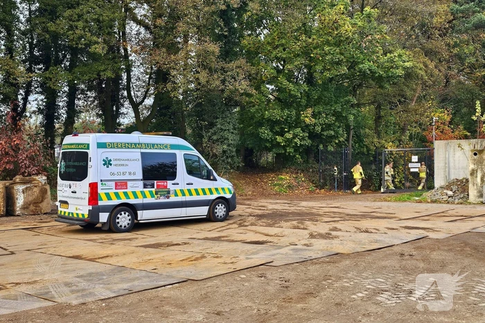 Hulpdiensten druk voor kat in boom