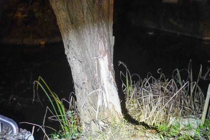 Meerdere gewonden nadat voertuig op boom klapt