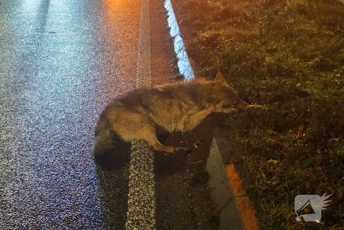 Wolf doodgereden op provinciale weg