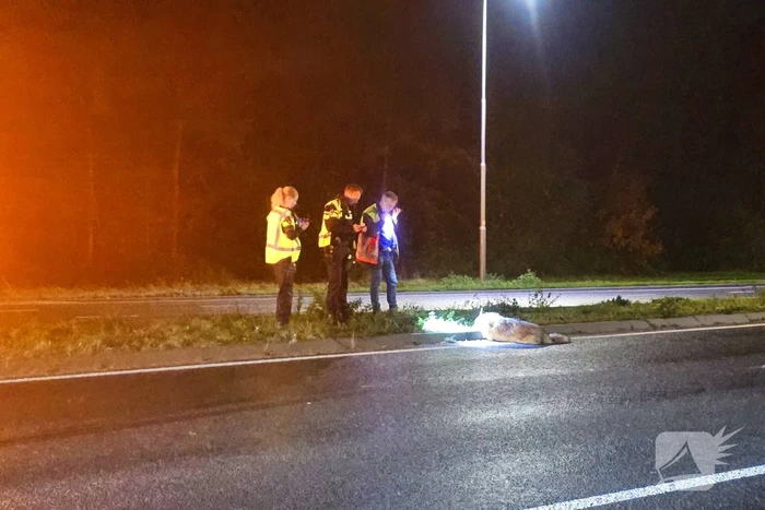 Wolf doodgereden op provinciale weg