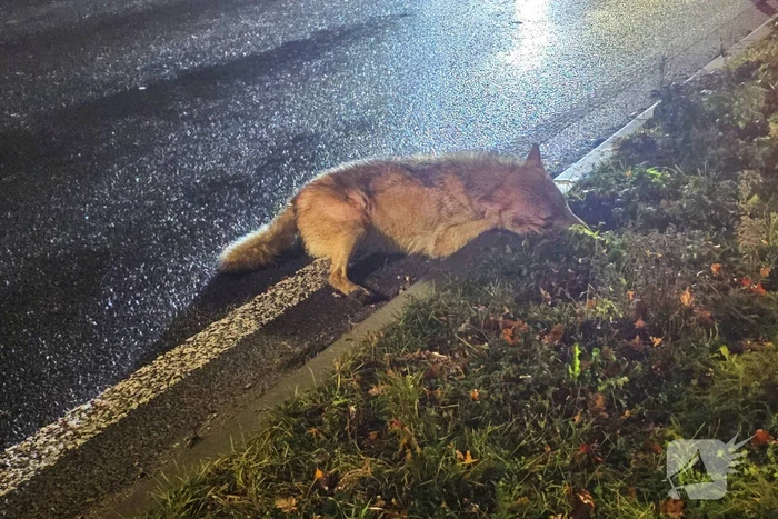 Wolf doodgereden op provinciale weg