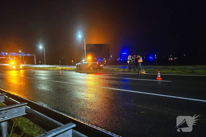 Wolf doodgereden op provinciale weg