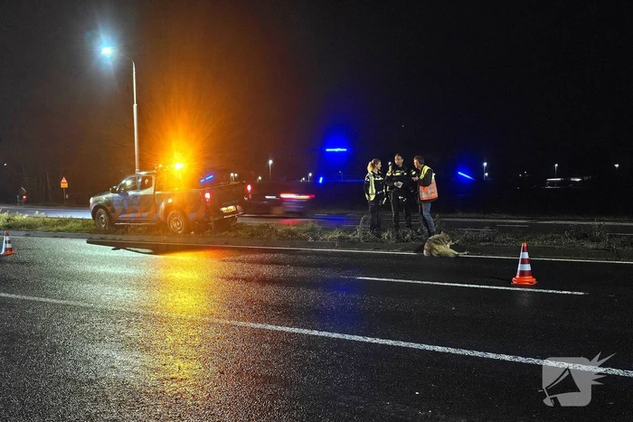 Wolf doodgereden op provinciale weg