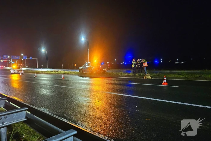 Wolf doodgereden op provinciale weg