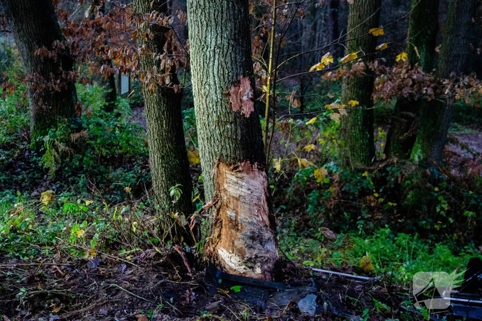 Auto slaat over de kop na botsing met boom