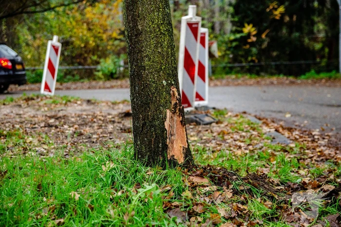 Auto knalt tegen boom, bestuurder raakt gewond