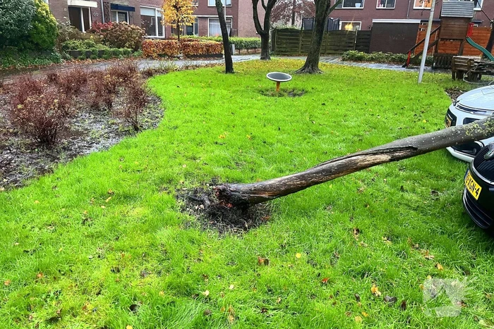 Kleine boom valt op personenauto
