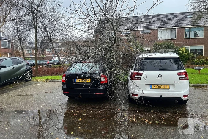 Kleine boom valt op personenauto