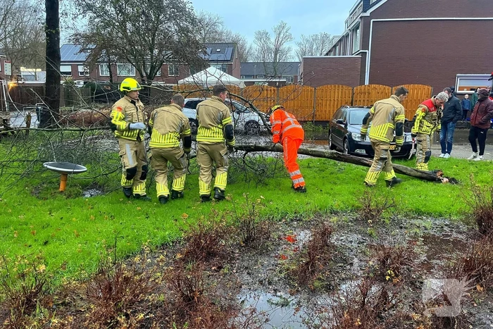 Kleine boom valt op personenauto