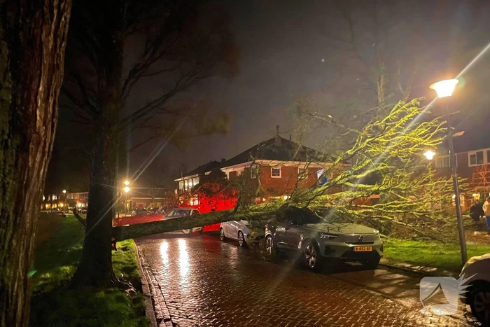 natuur prins willem-alexandersingel den helder