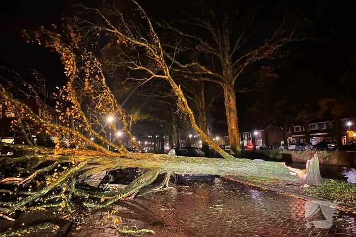 Drie bomen omgewaaid tijdens storm: aanzienlijke schade en afgesloten straat