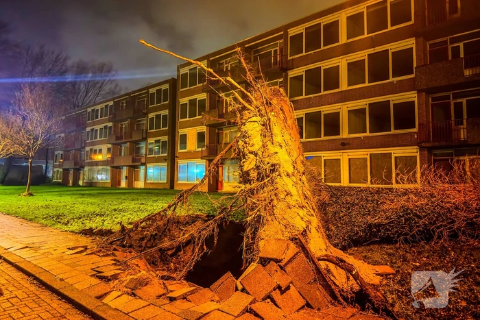 Enorme boom valt om door harde wind