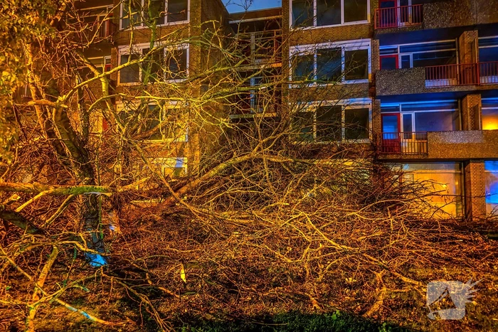 Enorme boom valt om door harde wind