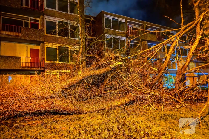 Enorme boom valt om door harde wind