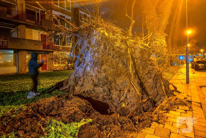 Enorme boom valt om door harde wind