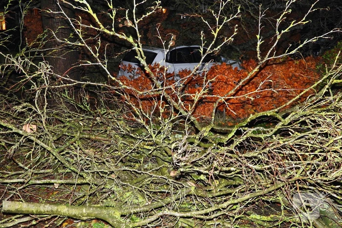 Auto bedolven onder boom, brandweer staakt zaagwerkzaamheden