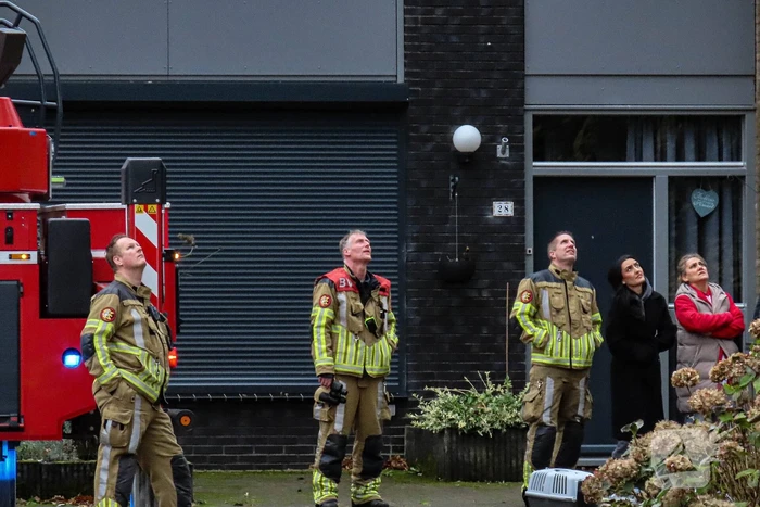 Brandweer assisteert bij kat in de boom
