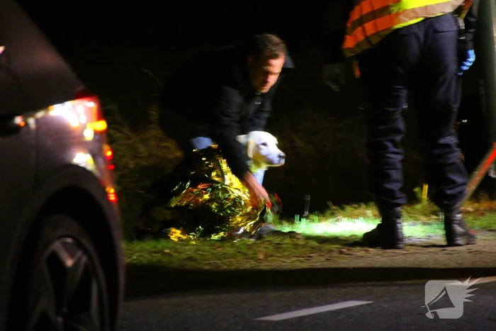 Persoon naar ziekenhuis na eenzijdig ongeval met boom