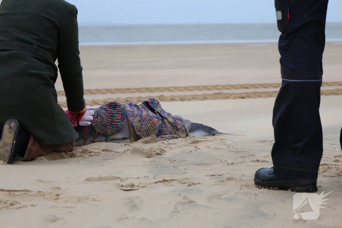 nieuws fortweg vlieland