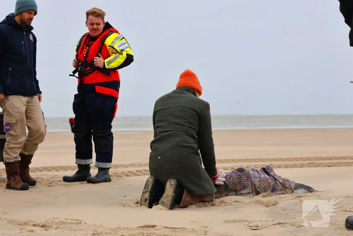 Bruinvis aangespoeld op strand