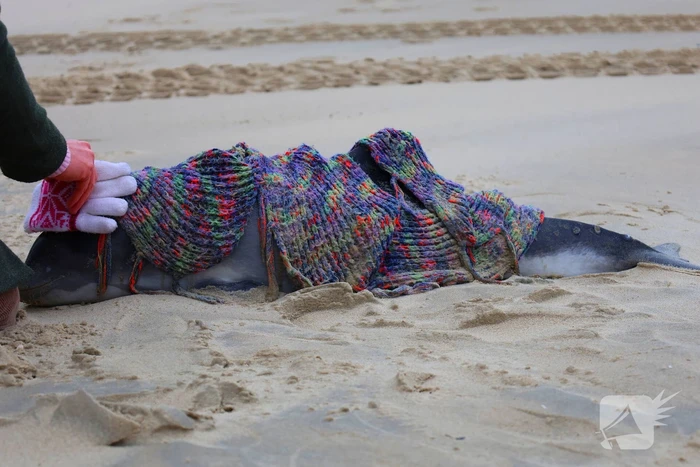 Bruinvis aangespoeld op strand