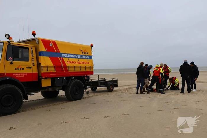 Bruinvis aangespoeld op strand