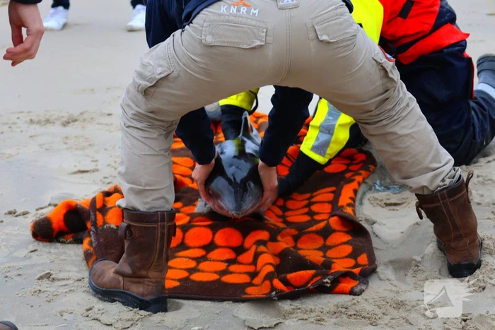 Bruinvis aangespoeld op strand