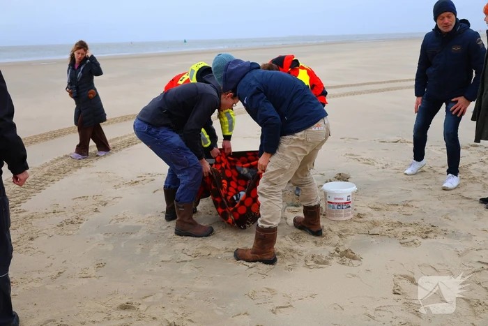 Bruinvis aangespoeld op strand