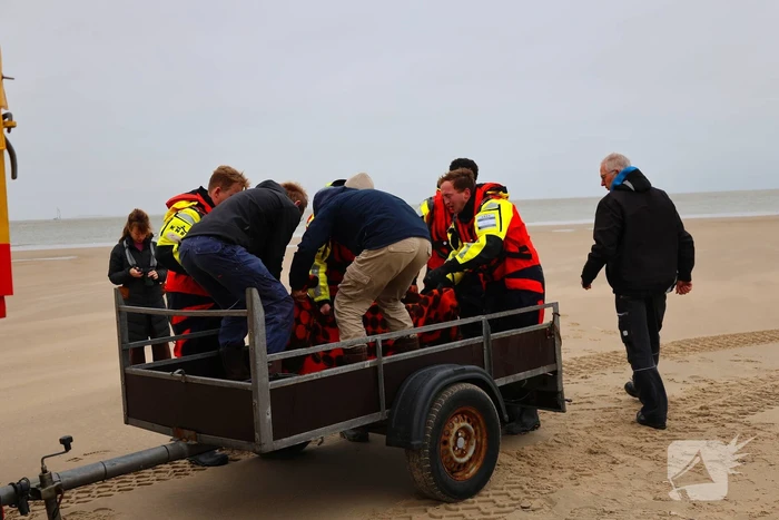 Bruinvis aangespoeld op strand
