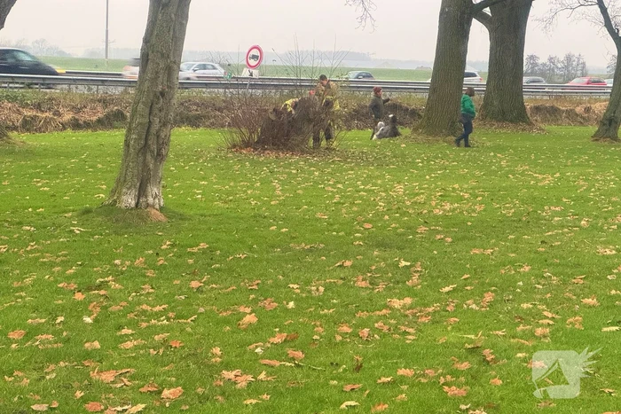 Brandweer ingezet voor brandende boomstronk